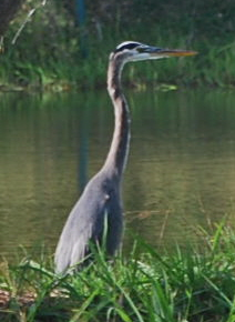 Great Blue Heron